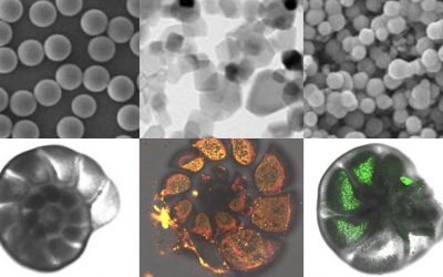 Nanomateriali e rischio ecotossicologico in ambiente marino: su Scientific Reports uno studio di Uniurb