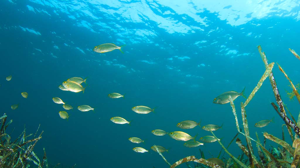 Biodiversità e funzionalità degli ecosistemi: SAVEMAR porta la ricerca di Uniurb in mare aperto